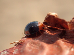 Exochomus nigripennis