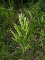 Bromus hordeaceus