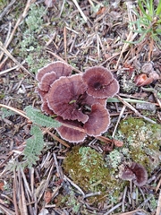 Thelephora caryophyllea