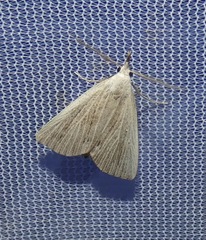 Macrochilo santerivalis