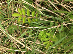 Argentina anserinoides