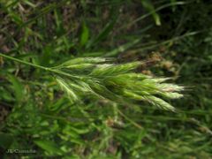 Bromus hordeaceus