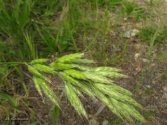 Bromus hordeaceus
