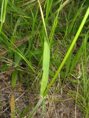 Bromus hordeaceus