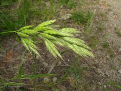 Bromus hordeaceus