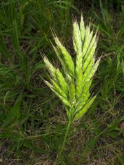 Bromus hordeaceus