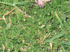 Ornithopus perpusillus