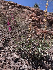 Penstemon bicolor roseus