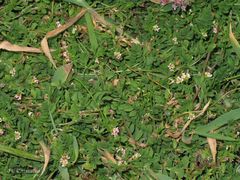 Ornithopus perpusillus