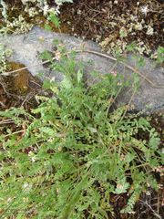 Ornithopus perpusillus