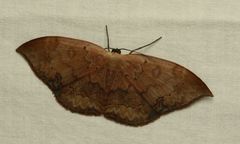 Lissoblemma lunuliferata