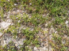 Ornithopus perpusillus