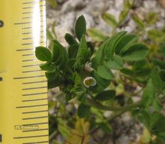 Ornithopus perpusillus