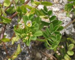 Ornithopus perpusillus