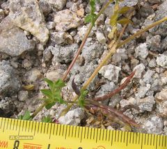 Ornithopus perpusillus