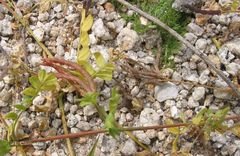 Ornithopus perpusillus