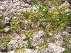 Ornithopus perpusillus