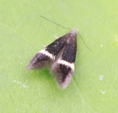 Aproaerema taeniolella