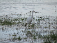 Ardea intermedia brachyrhyncha