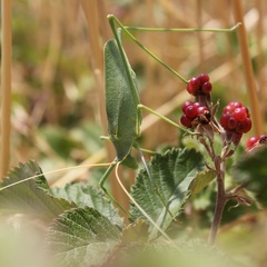 Acrometopa italica