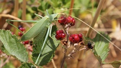 Acrometopa italica