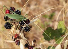 Acrometopa italica