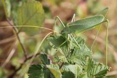 Acrometopa italica