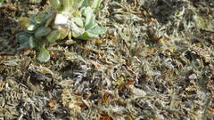 Leptinella maniototo