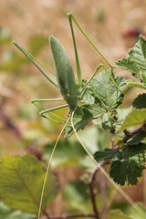 Acrometopa italica