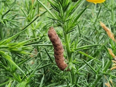 Noctua fimbriata