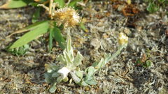 Pseudognaphalium ephemerum