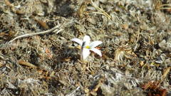 Lobelia perpusilla