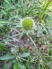 Knautia arvensis