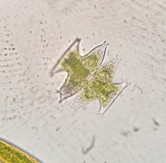 Micrasterias pinnatifida