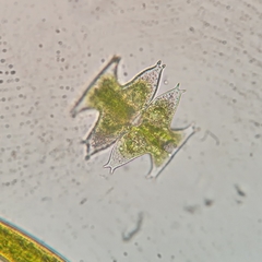 Micrasterias pinnatifida