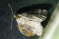 Tetheella fluctuosa
