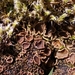 Tundra Moss-shingle Lichen - Photo (c) Andreas Berger, some rights reserved (CC BY-NC), uploaded by Andreas Berger