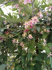 Araujia sericifera
