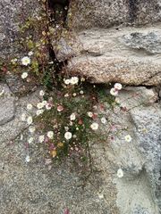 Erigeron karvinskianus