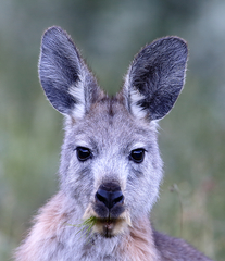 Osphranter robustus robustus