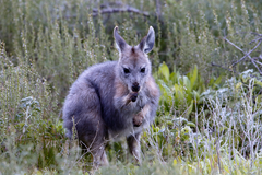 Osphranter robustus robustus