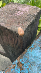 Tessaratoma papillosa