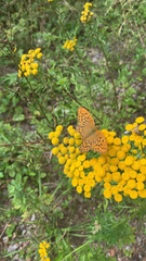 Argynnis paphia