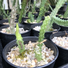 Danaus chrysippus