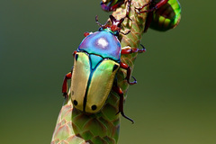 Eudicella tetraspilota