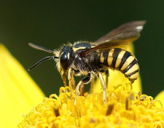 Paranthidium jugatorium