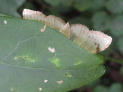 Neoanalthes contortalis