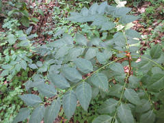 Picrasma quassioides