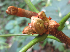 Picrasma quassioides