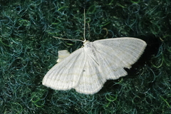 Scopula caricaria